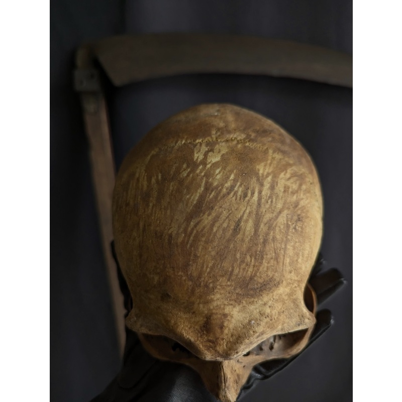 Antique Skull with trace of mummified hair 19th