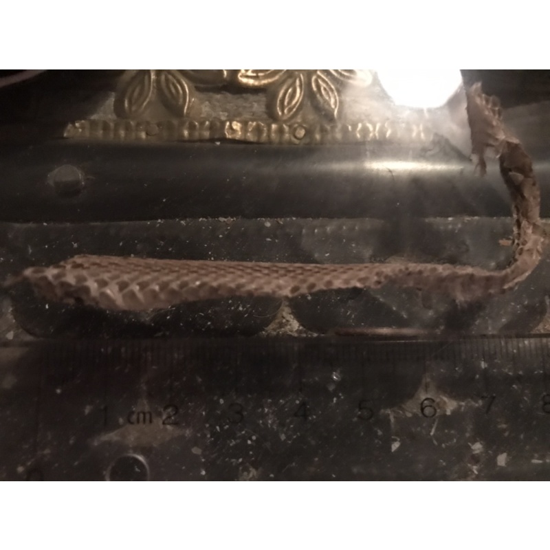 Spahn Ranch snake skin from Manson Family ground from 2005