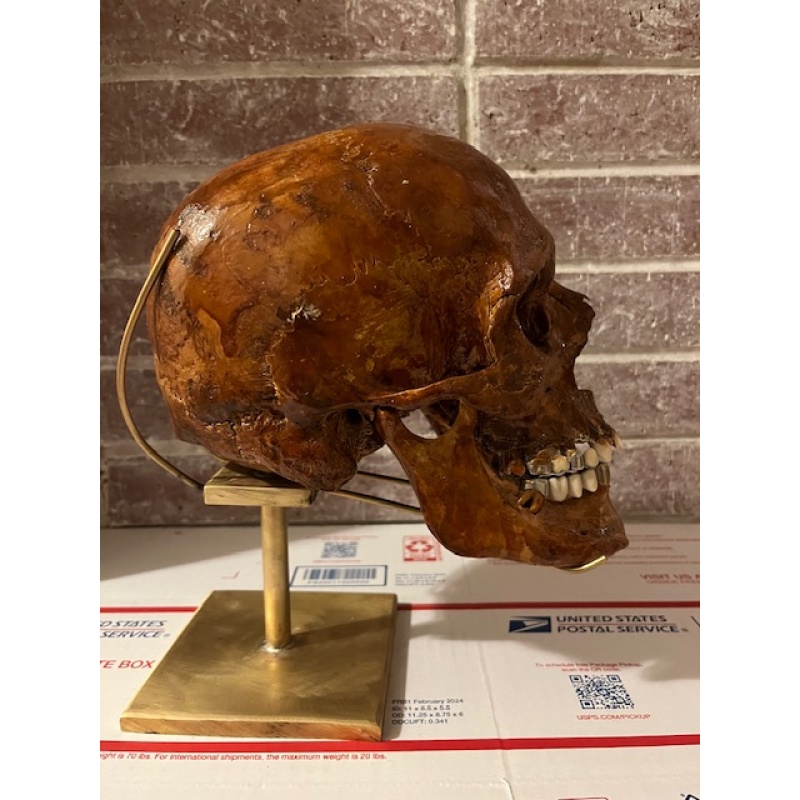 Eastern European skull