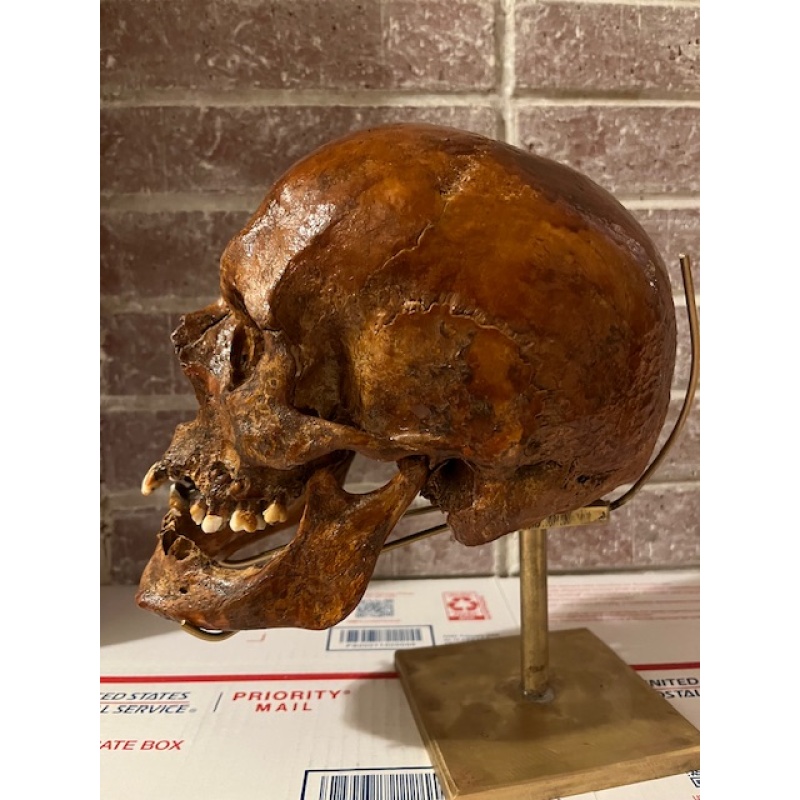 Eastern European skull