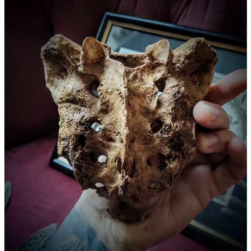 Old human sacrum bone with dark patina