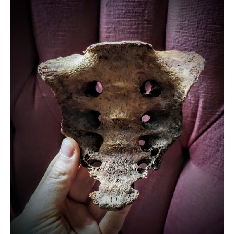 Old human sacrum bone with dark patina