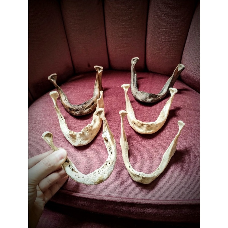 6 old human mandibles