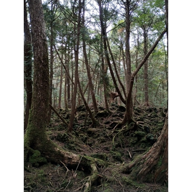 Authentic rope from the Aokigahara suicide forest in Japan