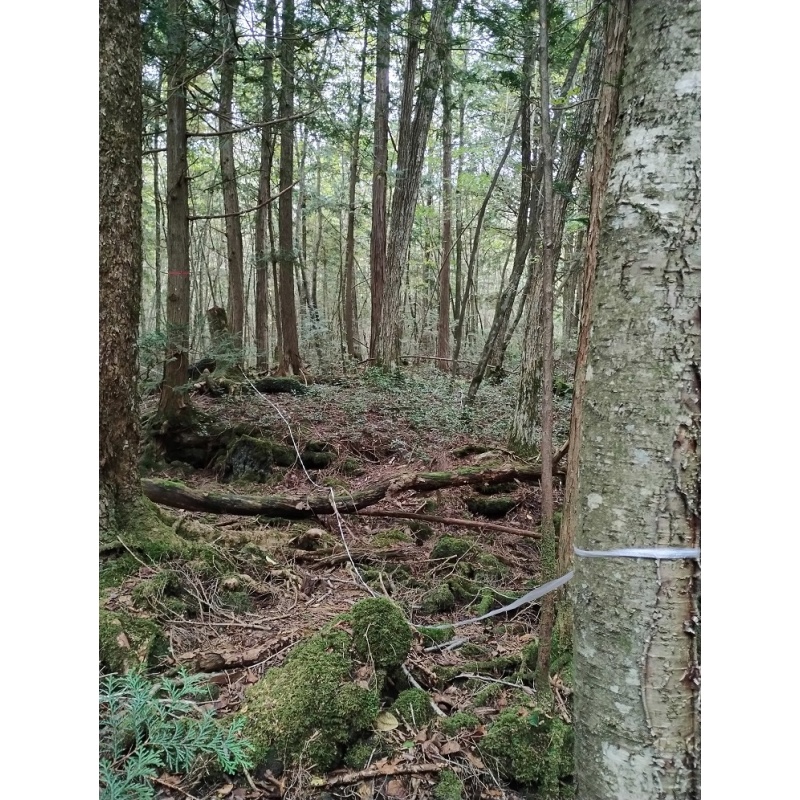 Aokigahara the Suicide forest 1 meter of authentic white string