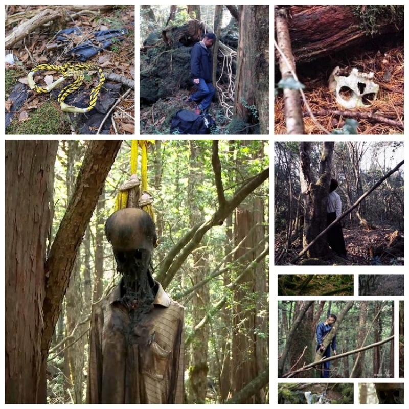 Authentic rope from the Aokigahara suicide forest in Japan